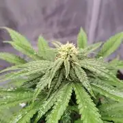 Fruity glue for Venus