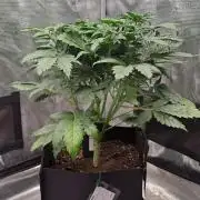 Delighted Diablo is back at Venus