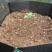 Jelly between Venus and Mars