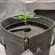 Banana on the Roots for Saturn