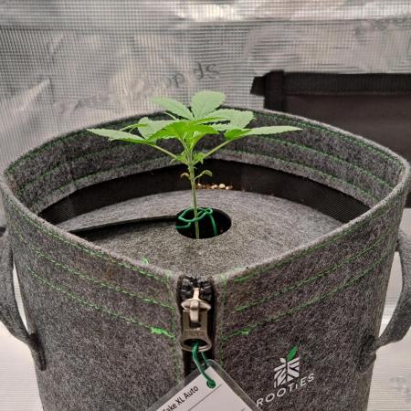 Banana on the Roots for Saturn
