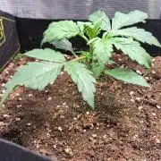 Strawberries on their way to Saturn