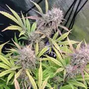 Little jealousy lady