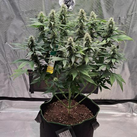 Fruity Diablo