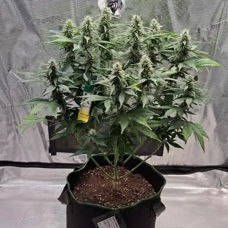 Fruity Diablo