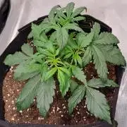 Strawberries on their way to Saturn