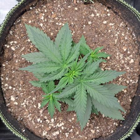 A little Baby Boom