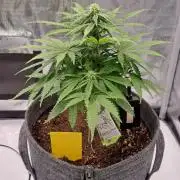 Fruity glue for Venus