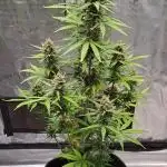 Gorilla needs more cookies