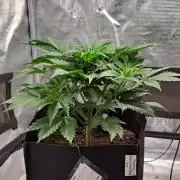 A little Ginger Punch for Venus