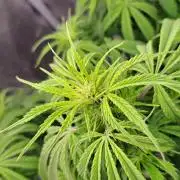 A little Ginger Punch for Venus