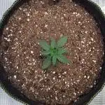 A little Baby Boom