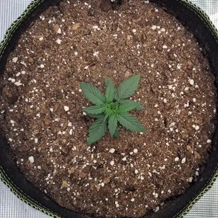 A little Baby Boom