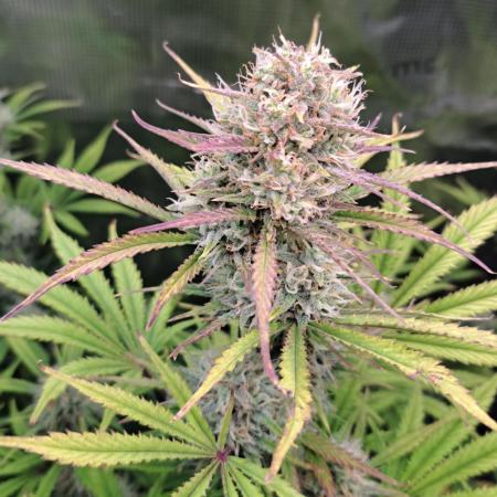 Little jealousy lady