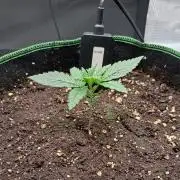More Bananas for Venus