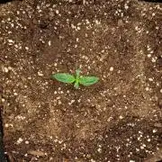 Strawberries on their way to Saturn