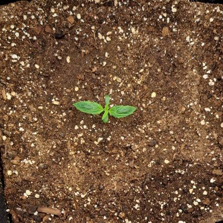 Strawberries on their way to Saturn