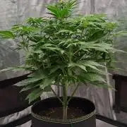 Dreams become purple