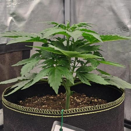 Dreams become purple