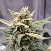 Fruity glue for Venus