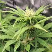 Delighted Diablo is back at Venus