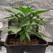 Little jealousy lady