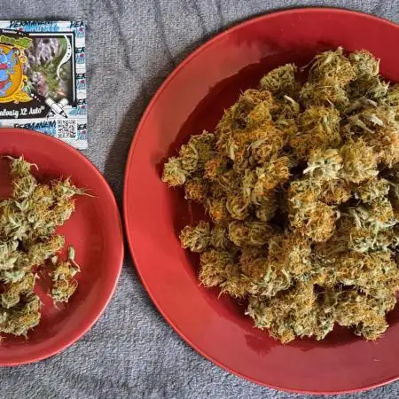 Little jealousy lady