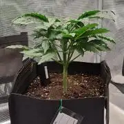 Delighted Diablo is back at Venus