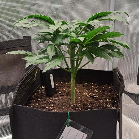 Delighted Diablo is back at Venus