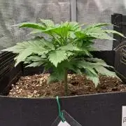 A little Ginger Punch