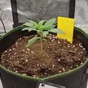Purple Bananas spotted on Mars