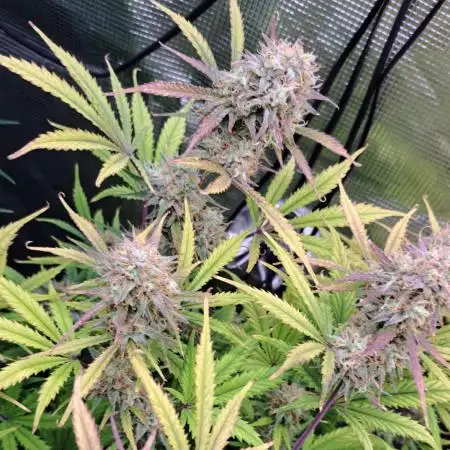 Little jealousy lady