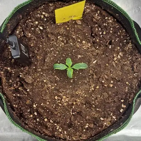 More Bananas for Venus