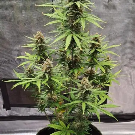 Gorilla needs more cookies
