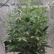 Little jealousy lady