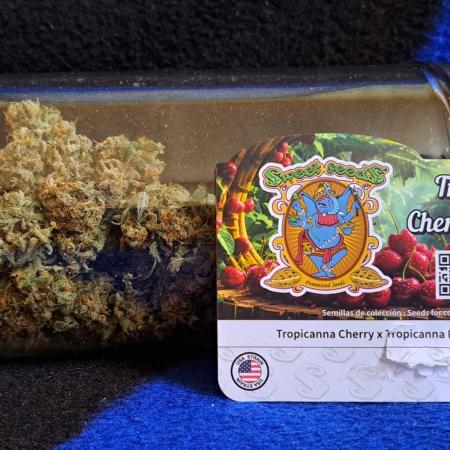Venus takes on a tropical cherry