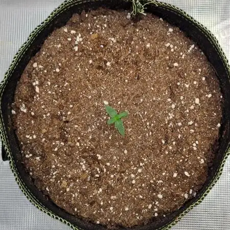 A little Baby Boom