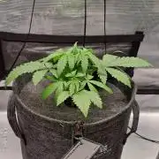 Fruity glue for Venus