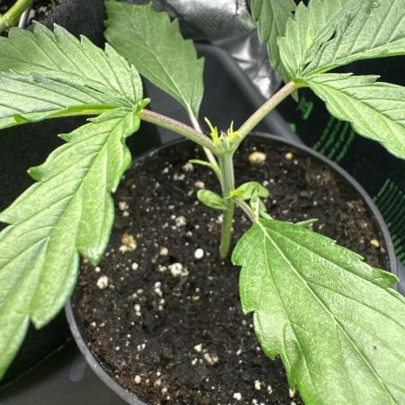 Purple Haze X Malawi