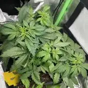 DoSiDos Auto. RQS