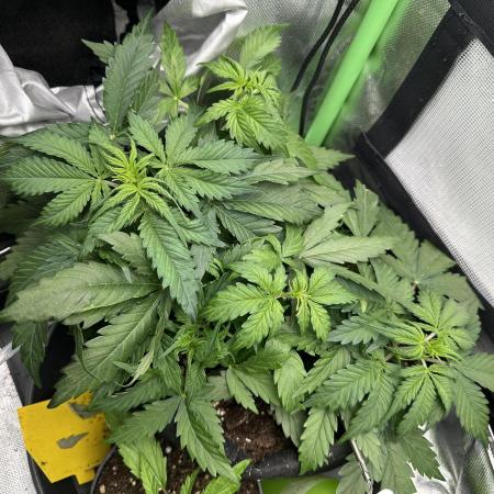 DoSiDos Auto. RQS
