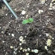 Purple Haze X Malawi