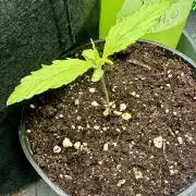 Purple Haze X Malawi