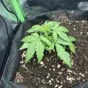 DoSiDos Auto. RQS