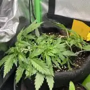 DoSiDos Auto. RQS