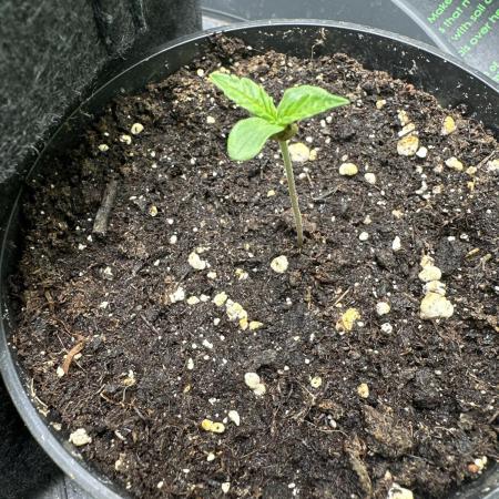 Purple Haze X Malawi