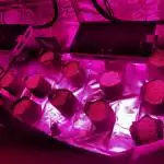 AutoPilot CBD Cross and Colloidal Silver