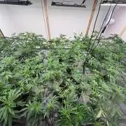 Super Bud Greenhouse