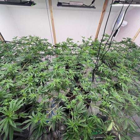 Super Bud Greenhouse