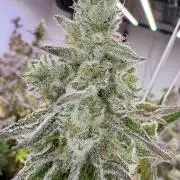 Super Bud Greenhouse Seeds